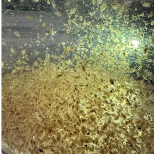 液体食藻虫 浮游生物 枝角类生物