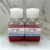 1％豚鼠紅細(xì)胞