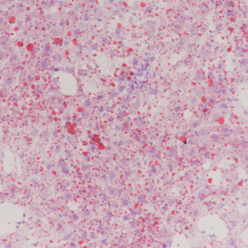 油红O脂肪染色实验外包