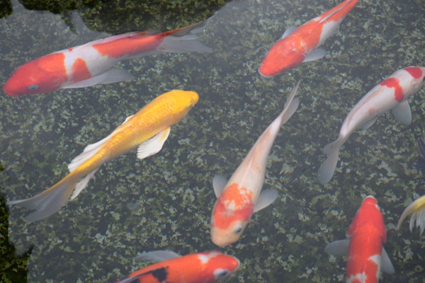 《中國(guó)節(jié)水獎(jiǎng)評(píng)選表彰辦法》發(fā)布！