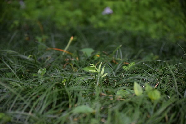 貴州省建設用地土壤污染風險管控和修復名錄（2025年第一批）發(fā)布！