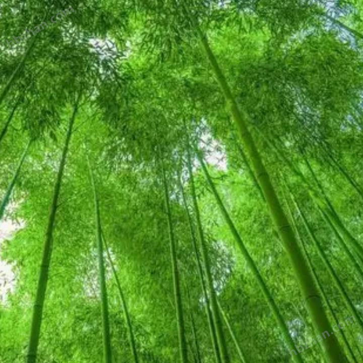 Bamboo Testing Institution Hardness Testing Report Material Testing Center